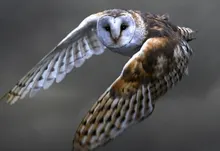 owls birds barn owl 1920x1200 wallpaper Art HD Wallpaper